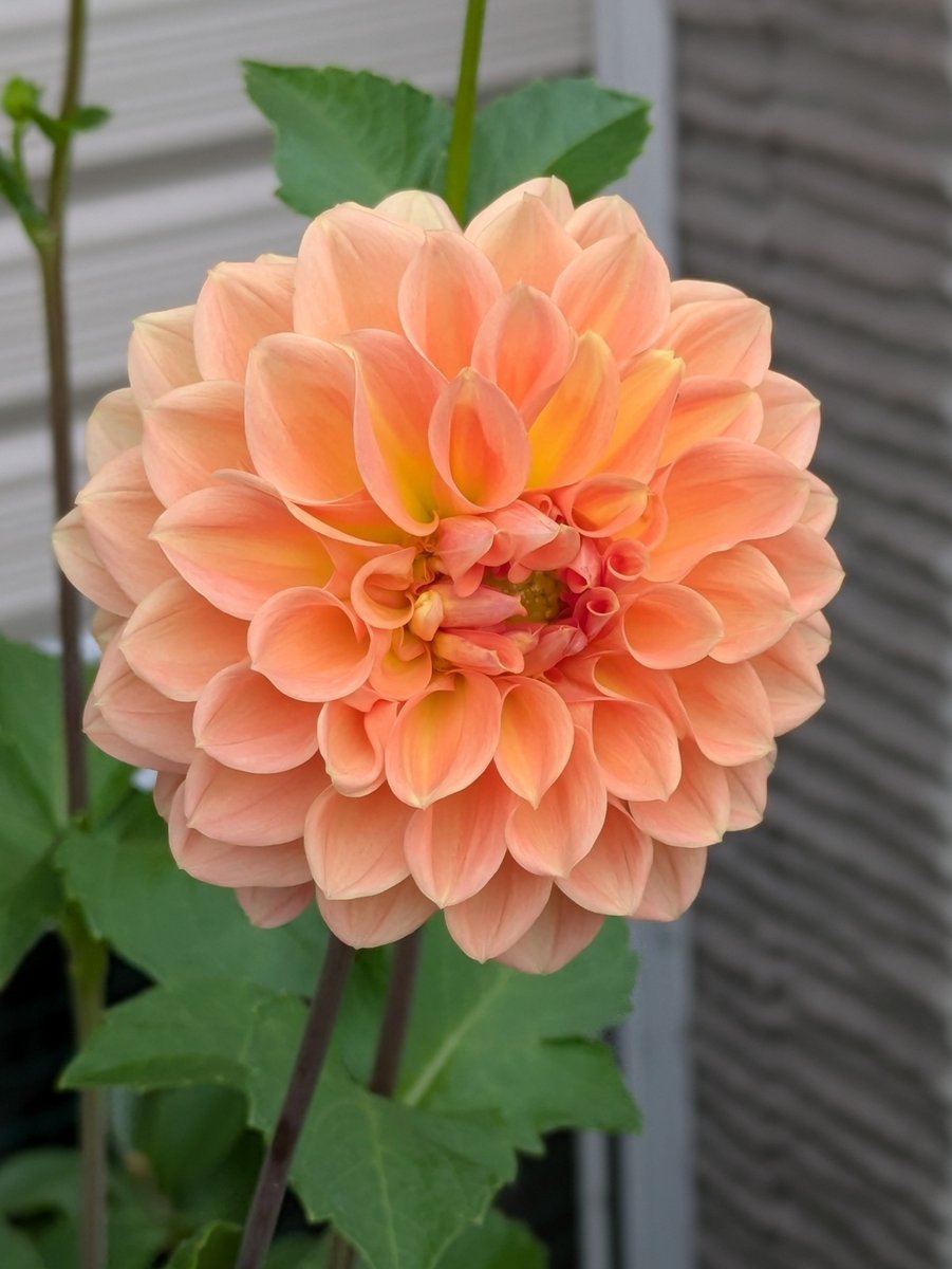 pata_ich's tweet photo. 久しぶりに、花友さんのお庭にお邪魔して来ました。
ダリアの花が咲き誇っていました。
どの品種も美しい✨
中でもダークレッドのダリアがお好きとのことでした。 https://t.co/YM57MoCDkS