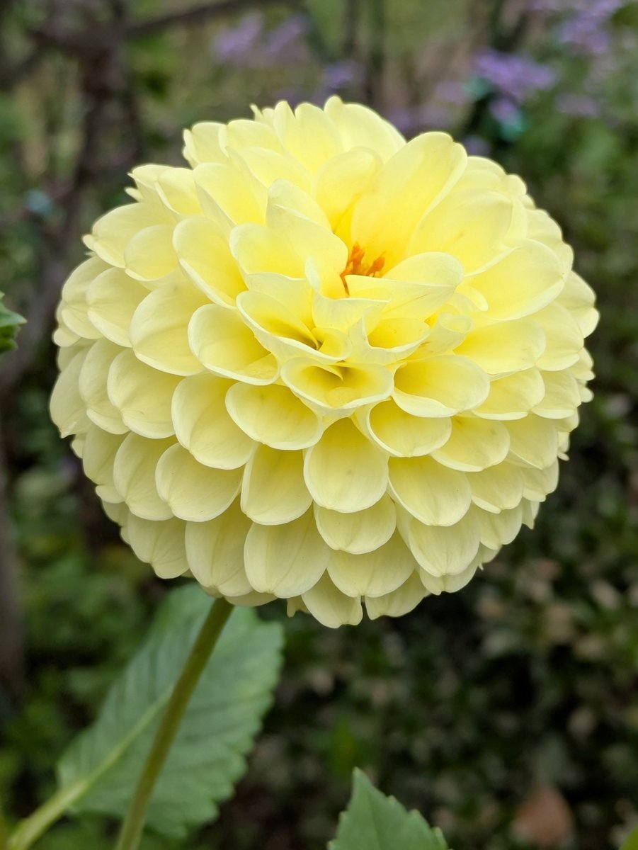 pata_ich's tweet photo. 久しぶりに、花友さんのお庭にお邪魔して来ました。
ダリアの花が咲き誇っていました。
どの品種も美しい✨
中でもダークレッドのダリアがお好きとのことでした。 https://t.co/YM57MoCDkS