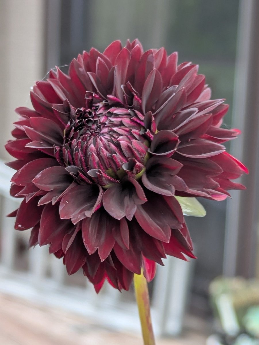 pata_ich's tweet photo. 久しぶりに、花友さんのお庭にお邪魔して来ました。
ダリアの花が咲き誇っていました。
どの品種も美しい✨
中でもダークレッドのダリアがお好きとのことでした。 https://t.co/YM57MoCDkS