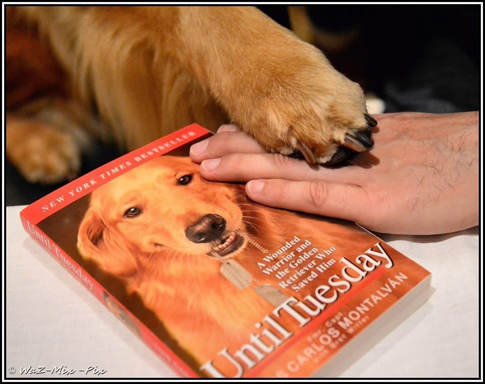 sampson_dog's tweet photo. A moment to remember a very special service canine. He passed in 2019 but his legacy guided us to our place here today - to our own legacy:

Never underestimate the healing power of a service dog. 

I have to take a moment to pay homage to a very special canine - Tuesday the Service Dog. 

The cover of this book, the face of this amazing creature, and the story he inspired is the reason I am still here. On my darkest day, moments before it was too late, I saw this face staring at me from the book on the floor of my office. Picking up this book provided a moment of distraction that otherwise would have been fatal. Reading this story gave me hope. 

Since that day, I have been blessed with Theo and Sampson to guide me, I have finished a degree in neuroscience, I have helped others along their path and through their struggles, and I have built a new life. In 2013 I helped to organize an event that would bring Tuesday and Luis Carlos Montalvan in as a guest speaker. That day was the first day I stood before an audience, with Theo by my side, and was finally able to tell my story.....to share my truth. Tuesday and Luis not only set me on a path to healing but through the connection to him, I met many of my long-time friends that I otherwise would have never met. For that, I am forever grateful. I have multiple pictures of Tuesday and Theo together and debated on which to chose, but this is the photo I wish to share. It has a deep meaning. 

As an advocate for suicide prevention and PTSD awareness, I was deeply saddened to hear that Montalvan took his own life in 2016 finally succumbing to the demons that he so passionately advocated against. I am not judging by this statement as I can not know what his personal demons, pain, or struggles were. After Luis' passing in 2016, Tuesday went on to continue his service work with Gordon Shafer. Sadly, Service Dog Tuesday left this world on Tuesday, Sept 24, 2019. 

I am just one of the so many stories like this. Tuesday's story touched so many lives and healed so many hearts. He deserves a very special place in the universe. Whatever his next adventure may be I am certain he is spreading his amazing spirit and bringing smiles and comfort. Rest in peace and love. Travel well sweet boy.

Photo: Until Tuesday: A Wounded Warrior and the Golden Retriever Who Saved Him