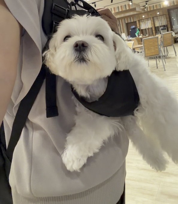 A fluffy white Maltese dog is being carried in a black shoulder harness pouch attached to its owner's bag, looking calmly at the camera while being held up in what appears to be a café or restaurant. This illustrates the post about the "Carry On" pet carrier accessory, showing Luna-tan's first experience being comfortably carried hands-free while the owner enjoys a stable, less burdensome way to transport their pet.