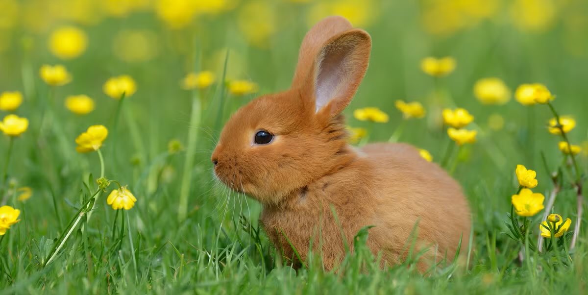 PopBase's tweet photo. Today is International Rabbit Day. https://t.co/XDb3BQ4keE