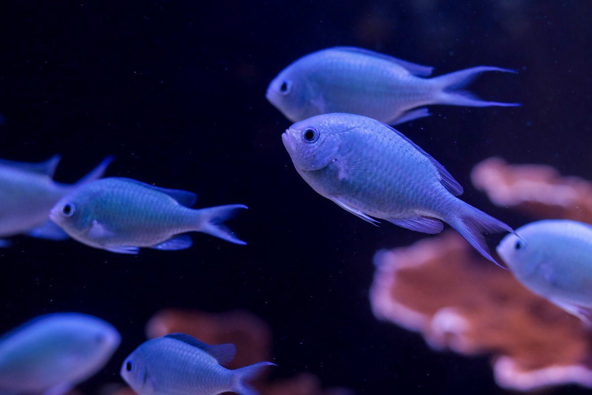 fortuneaquarium's tweet photo. 横浜開運水族館小噺（28/n）
「キャプテン」

魚の群れは一糸乱れぬ泳ぎを見せますが、これは導く役がいるわけではなく、一定数の仲間の動きに追従することで群れが動いています🐟

船の船長やチームを率いる人を「キャプテン」と呼びます。
人間のキャプテンには、導く役割があります。

これには周囲に流されず、自分の中に"錆びつかない剣"のような強さを持つことが大事です。

魚たちから暮らしのヒントを探すことができる当館ですが、人間の姿から学ぶのも忘れないようにしたいですね。

💜💚

#横浜開運水族館小噺
#お誕生日おめでとうございます🌈