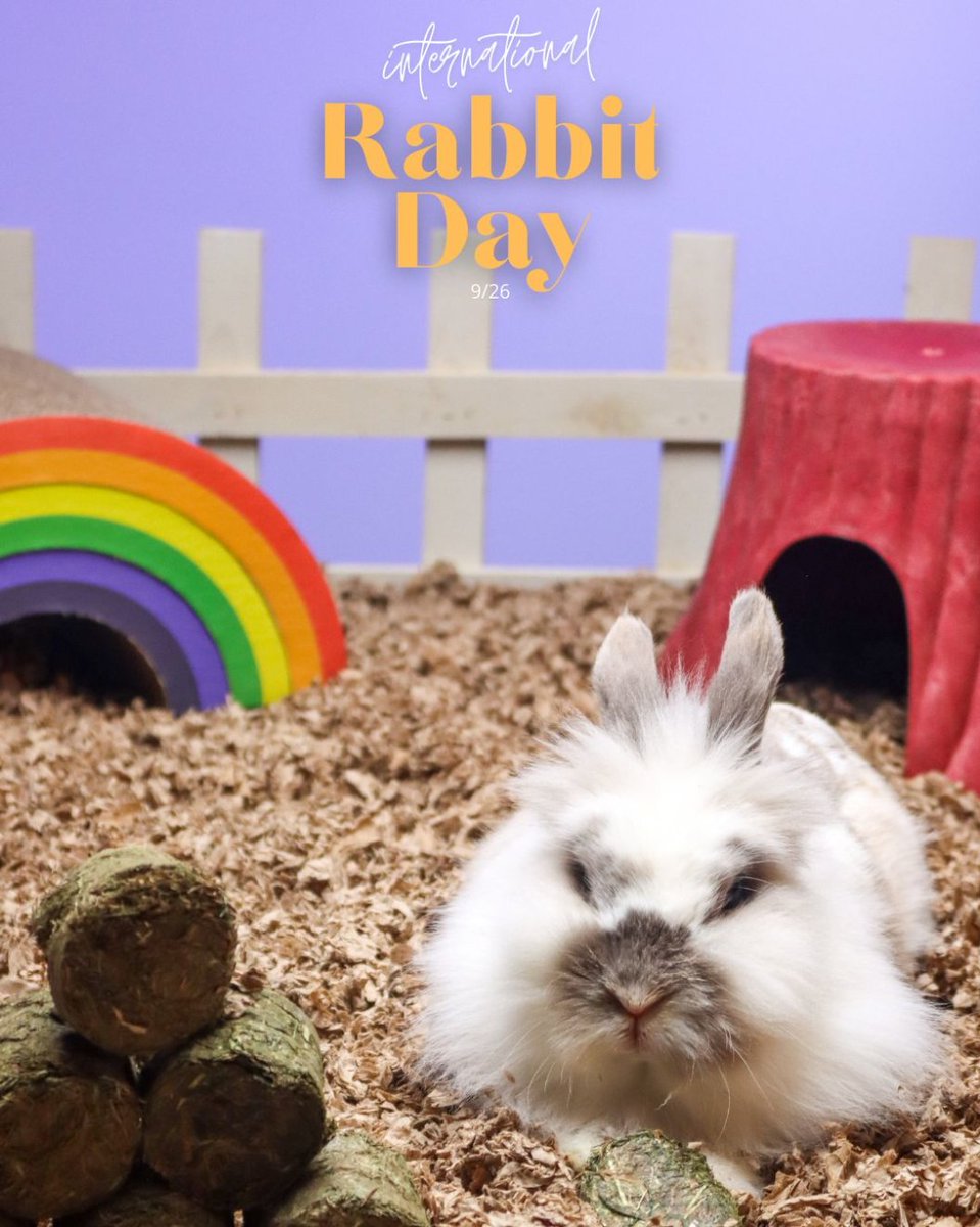AnimalBehaviorC's tweet photo. 🐰💜 Hoppy International Rabbit Day! 💜🐰

Today, we’re celebrating these sweet, curious, and wonderfully quirky companions - and all the joy they bring to our lives!

#InternationalRabbitDay #RabbitDay #RabbitLovers #BunnyLove #BunnyLife #AnimalBehaviorCollege #PetCare https://t.co/ZluSjVPxnL