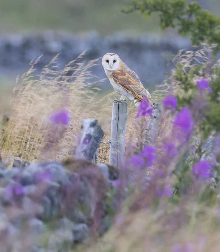 3Owl3Howl3's tweet photo. https://t.co/kxcqba3PFn