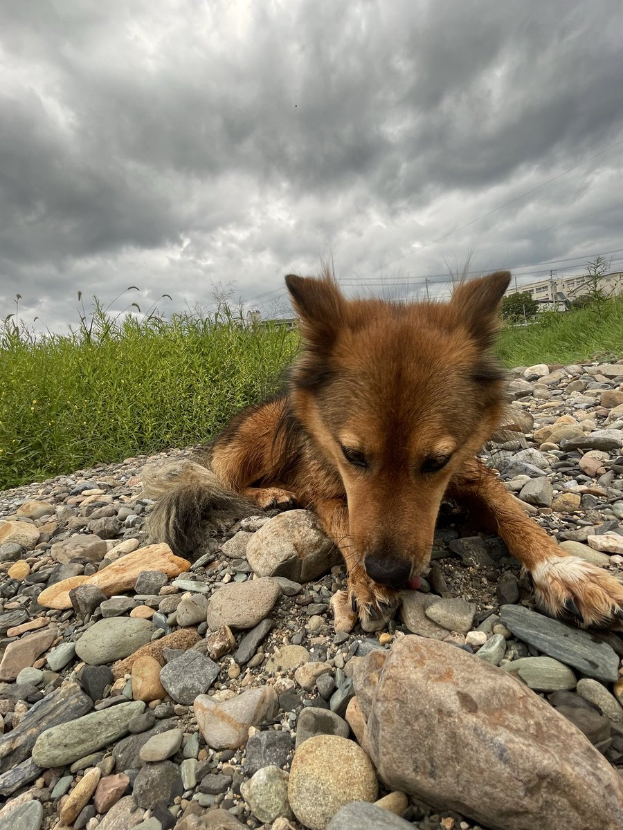 surf215bc's tweet photo. 犬を探しています。
9月26日夜に砥部　森松付近で居なくなりました。
そらくんです。
なんでも情報お願いします。 https://t.co/NLerZ2siuB