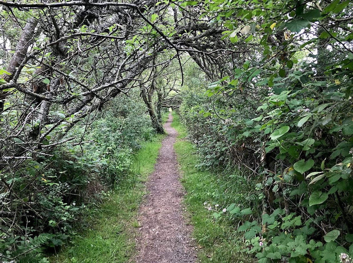 HooklandGuide's tweet photo. Let us walk the woods as feral possibility space. Let us walk the woods in hope of strange sights, fantastical encounters. Stories we can tell to those we love as an intimate folklore of hope that wonder is still abroad. That we still have places of constant magic. – #DAKilroy https://t.co/vARvM2Pd0o