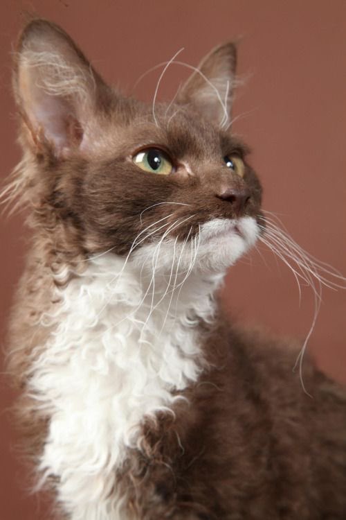 judeykat's tweet photo. this is the laperm! they are a very affectionate and active breed. they originate from an oregon farm, they come from a genetic mutation. their curliest areas are their throats, bellies, and base of the ears. when born they're often bald before their curly fur grows in. https://t.co/9UPvQcuyqy