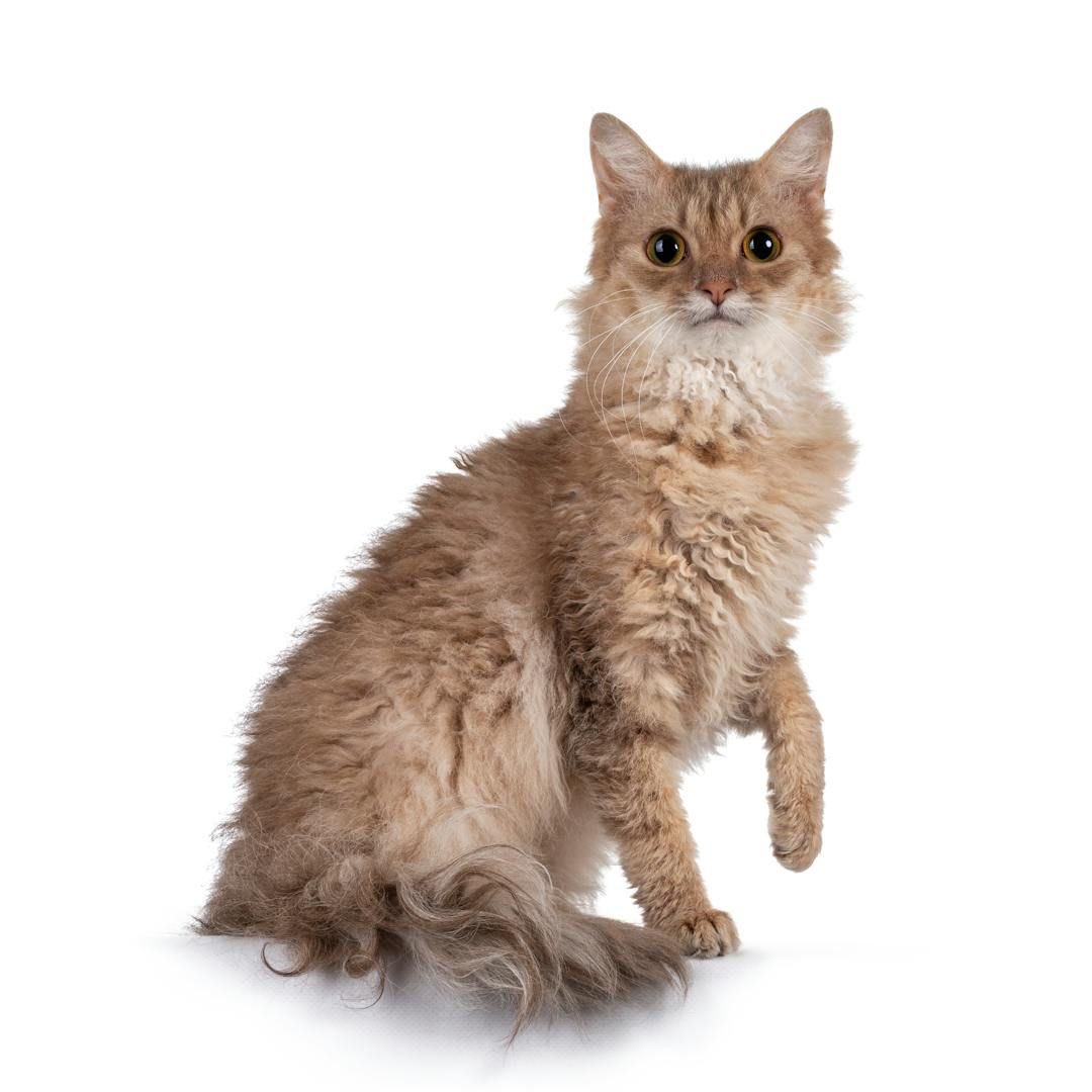 judeykat's tweet photo. this is the laperm! they are a very affectionate and active breed. they originate from an oregon farm, they come from a genetic mutation. their curliest areas are their throats, bellies, and base of the ears. when born they're often bald before their curly fur grows in. https://t.co/9UPvQcuyqy
