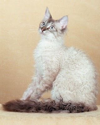 judeykat's tweet photo. this is the laperm! they are a very affectionate and active breed. they originate from an oregon farm, they come from a genetic mutation. their curliest areas are their throats, bellies, and base of the ears. when born they're often bald before their curly fur grows in. https://t.co/9UPvQcuyqy