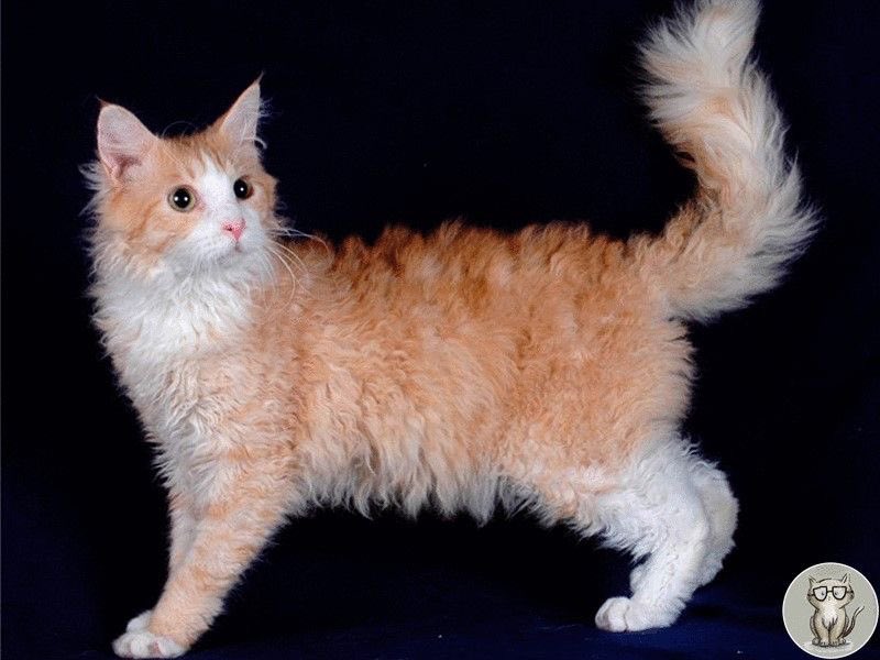 judeykat's tweet photo. this is the laperm! they are a very affectionate and active breed. they originate from an oregon farm, they come from a genetic mutation. their curliest areas are their throats, bellies, and base of the ears. when born they're often bald before their curly fur grows in. https://t.co/9UPvQcuyqy