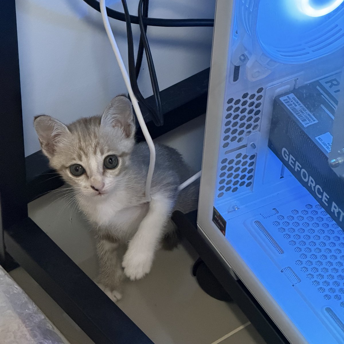ktmatchaa's tweet photo. ไม่ชื่อบลูด้าแล้ว เปลี่ยนเป็น บลูดื้อ แทน😼
แมวเด็กซนมาก ซนจริงๆ ไม่เคยเลี้ยงแมวเด็กขนาดนี้มาก่อน ยอมเอเนอจี้ https://t.co/Y8CcySF8BG