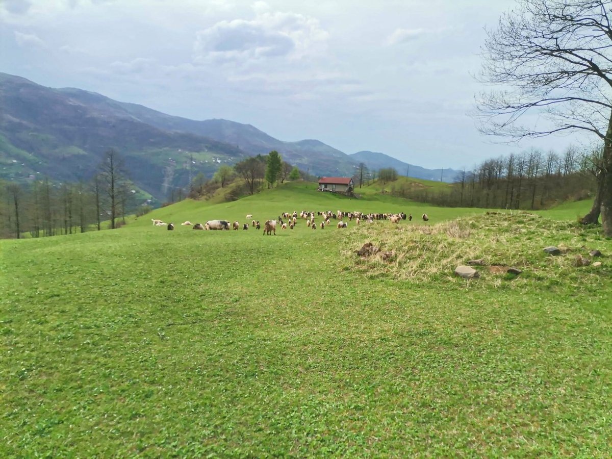 byfreemad's tweet photo. Ne olacak bu Trabzon'da olmayanların hali ... https://t.co/E1IKCI9K27