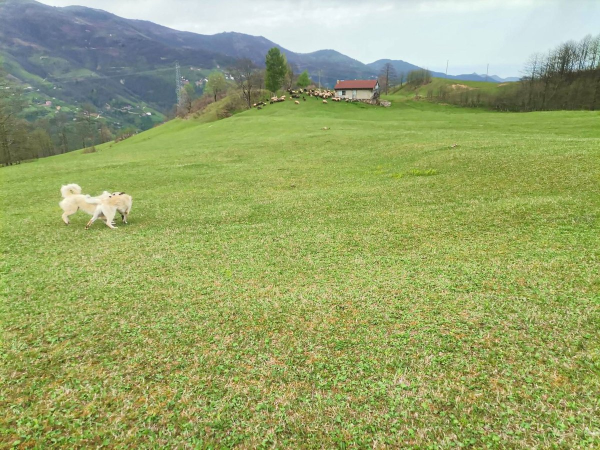 byfreemad's tweet photo. Ne olacak bu Trabzon'da olmayanların hali ... https://t.co/E1IKCI9K27