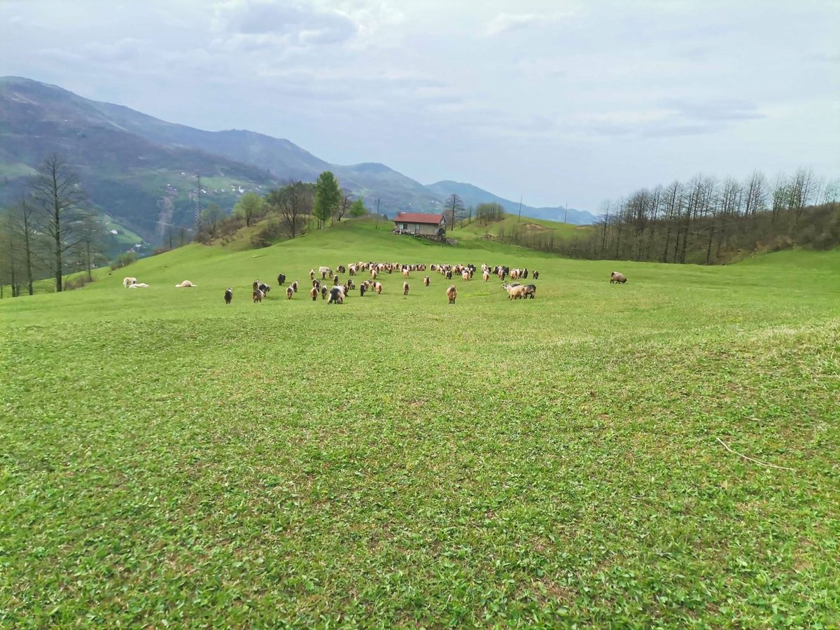 byfreemad's tweet photo. Ne olacak bu Trabzon'da olmayanların hali ... https://t.co/E1IKCI9K27