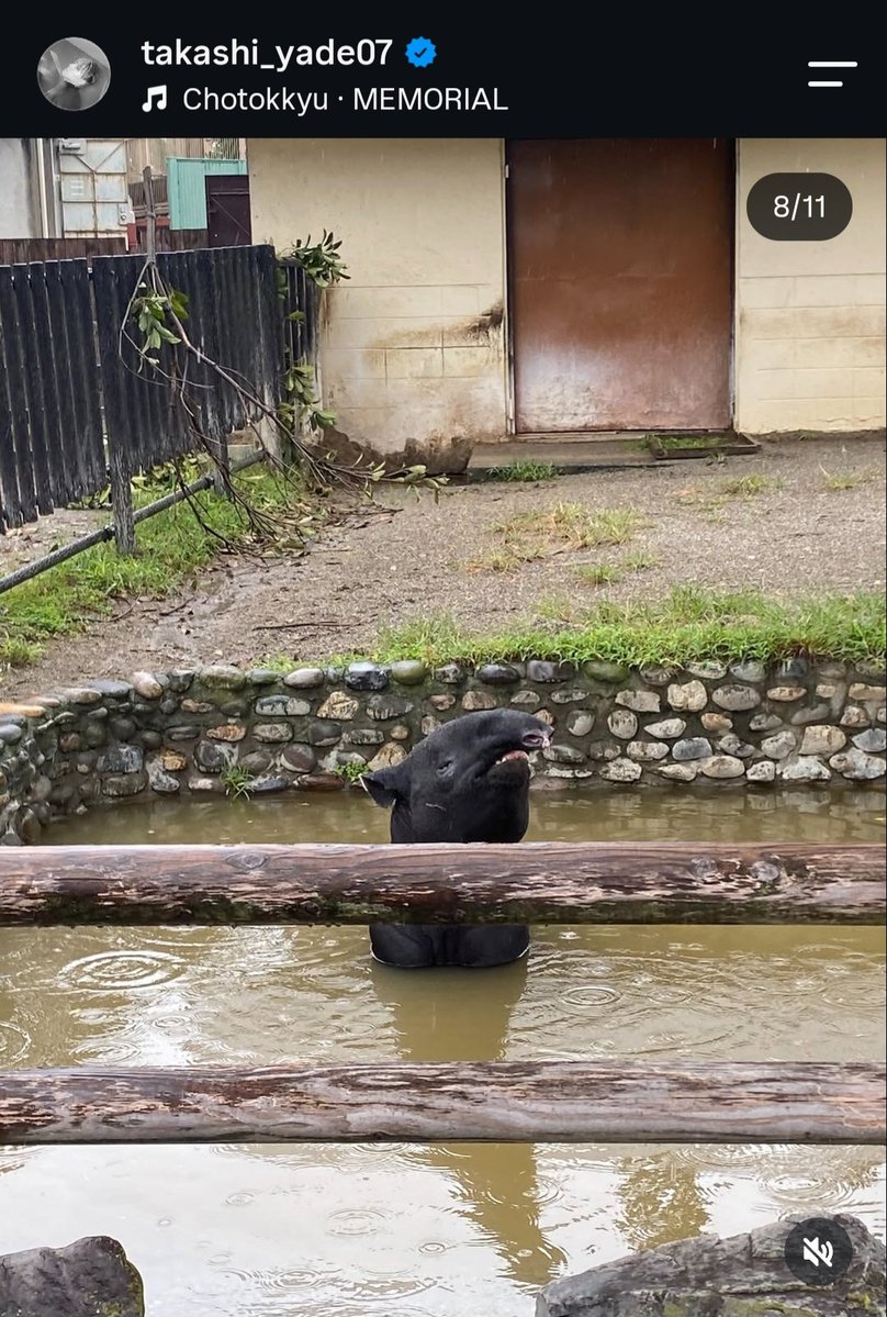 BILL10NBEATS's tweet photo. Tapir .... so cute.... so peaceful ☺️ https://t.co/JlCPrFjBkj