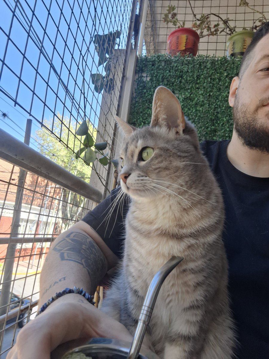 ruquitasluiz's tweet photo. Mis sábados a la mañana consisten en intentar tomar mates con este ser chusmeando por el balcón encima mío. https://t.co/WEHMSshjup