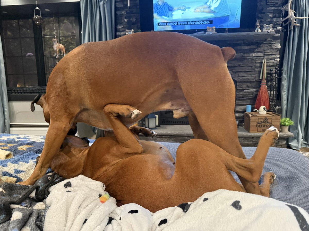 inntothenight's tweet photo. Isn’t this how everyone watches TV?
#boxerpuppy #boxerdogs #boxerlife
#boxerlovers #boxersrock #boxersoftwitter #boxerdogsoftwitter #dogsoftwitter #dogsofx https://t.co/cxTzkPoJNK
