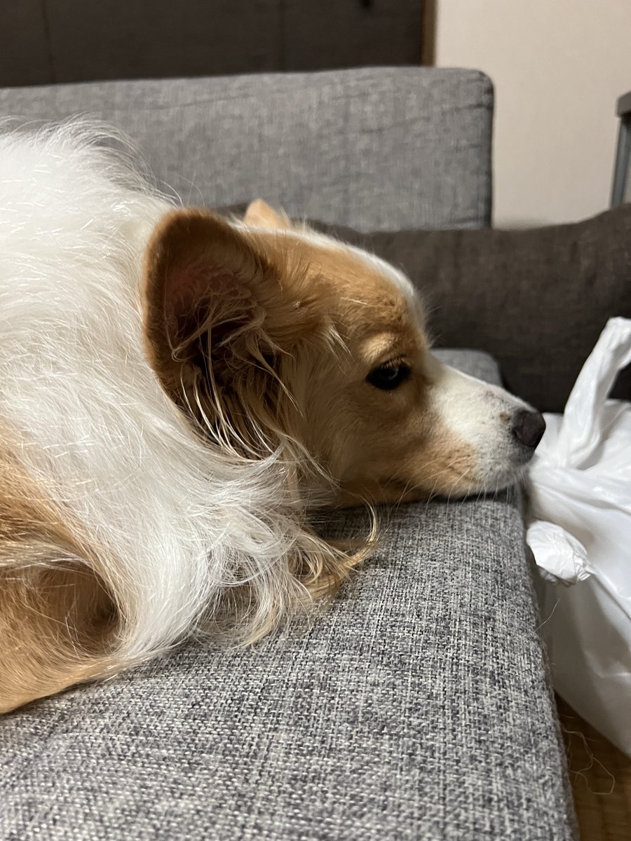 Hello_Wendy2348's tweet photo. 🐶「干し芋、ここでもらったの…
ここにいたらもらえるかもしれないから…
おいもの匂いするし…🫩」

袋を漁らないし破らないからそこに居てもいいんだけども💦
太っちゃうからもうあげられないよ😭
芋が好きすぎる🍠笑 https://t.co/eqfPzhqASf