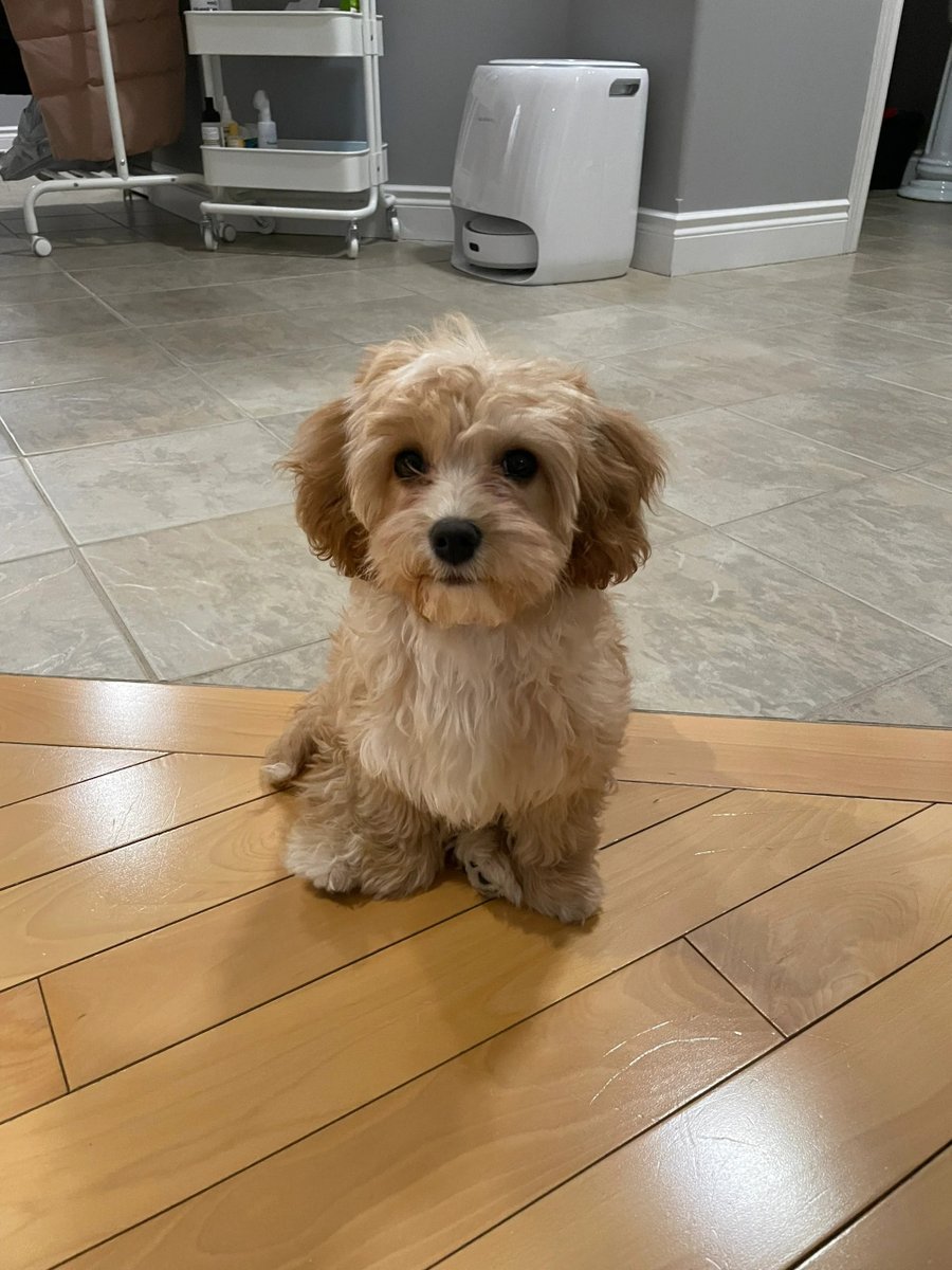 DorthyFaske's tweet photo. Mi cachorro Luna crece cada día! Hoy ya juega a buscar la pelota y no es la pequea bolita que llegó hace 3 meses https://t.co/ssjioFIEWy