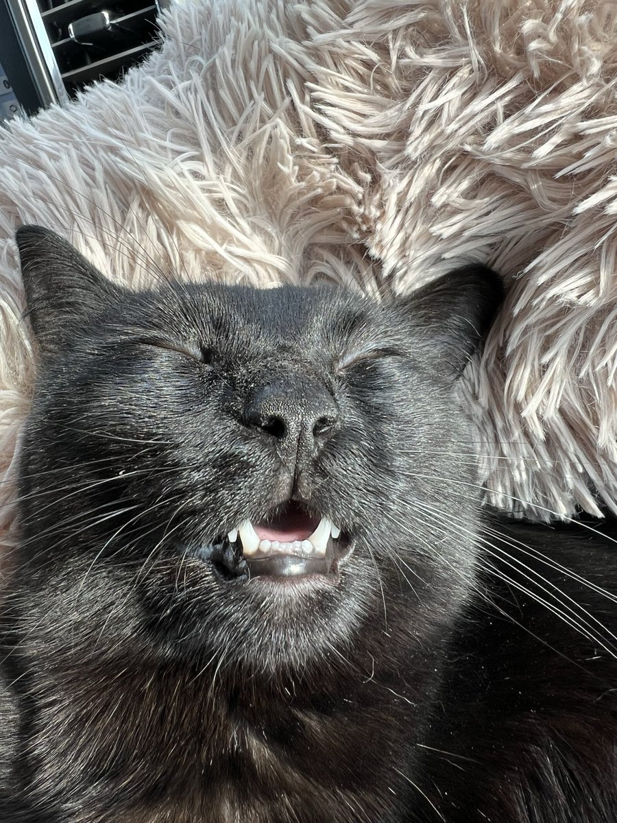 ummmmmlor's tweet photo. Meet Geraldine “Geri”
She has physical and mental special needs from an injury at 1 week old. Geri’s an ambassador animal for the shelter I work at and teaches children it’s okay to be different and we all deserve a chance. #FromPetToTatari #ClashOfCritters https://t.co/qWsF9zjDBt
