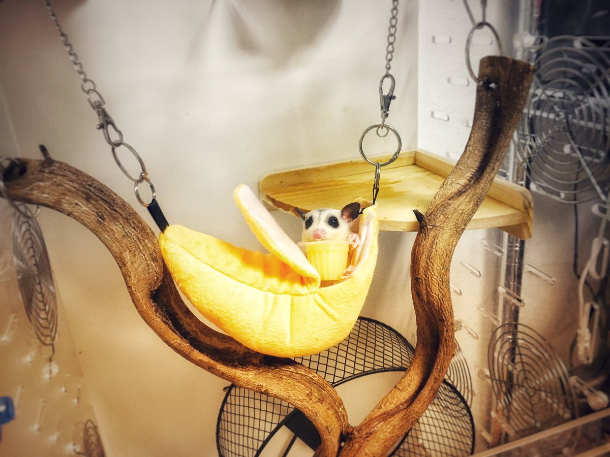 16kara18's tweet photo. バナナ好きのモモンガです。
バナナの家に暮らしバナナのゼリーを食べてます。

#FromPetToTatari #ClashOfCritters https://t.co/jdy3mfvLu7