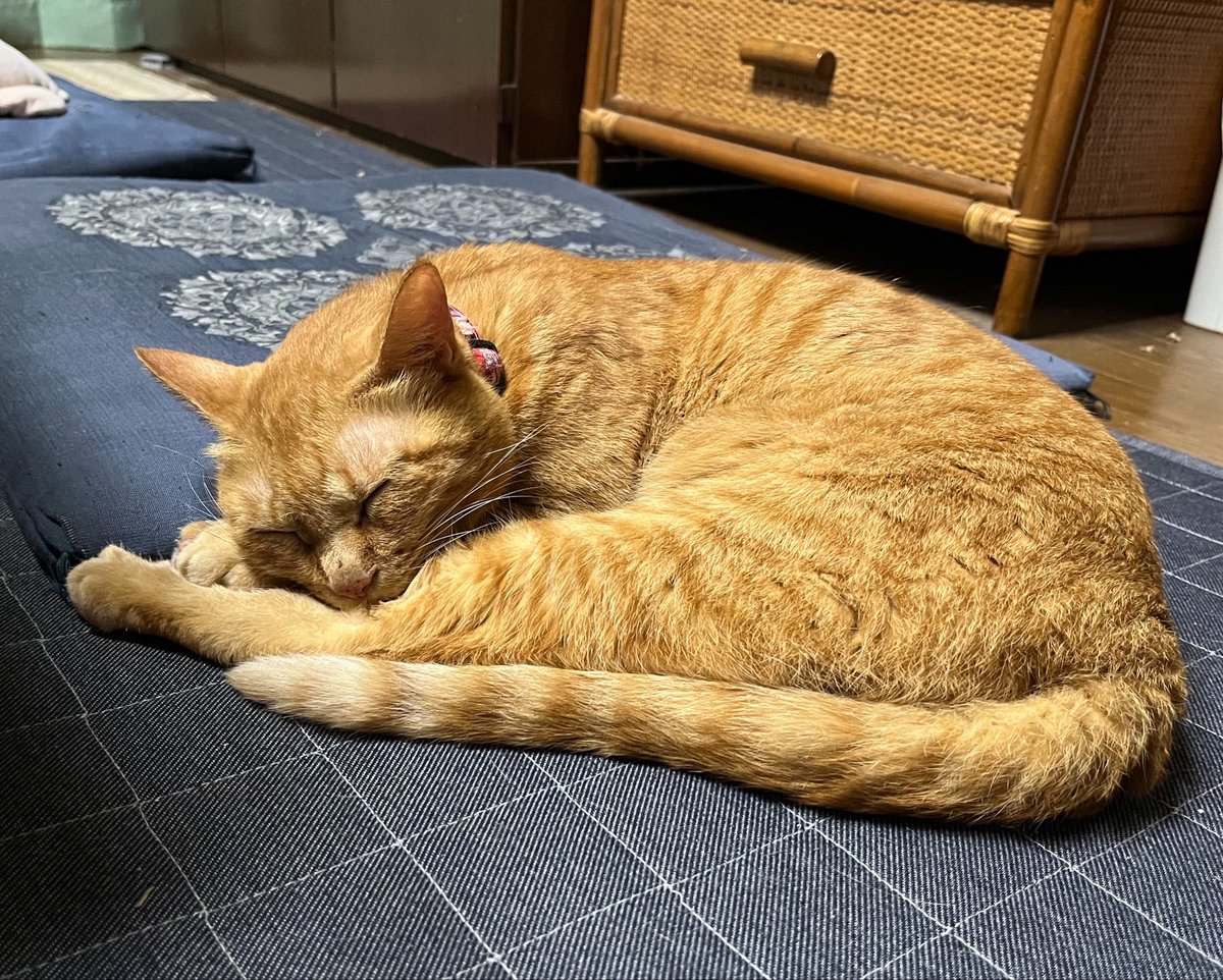 ponrin0830's tweet photo. おやすみなさい😴🌕
#猫好きさんと繋がりたい
#猫のいる暮らし https://t.co/AygEHh1Znv