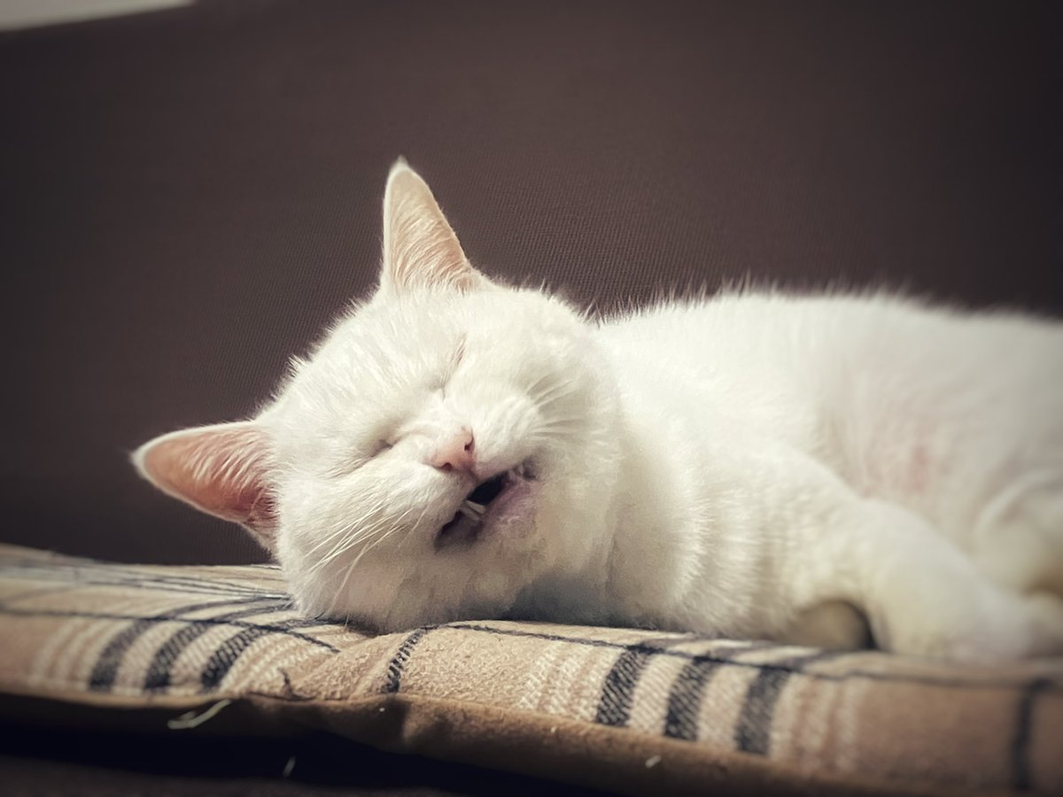 16kara18's tweet photo. 悪い夢を見てうなされてる猫です。

#FromPetToTatari #ClashOfCritters https://t.co/pjmfX3d49d