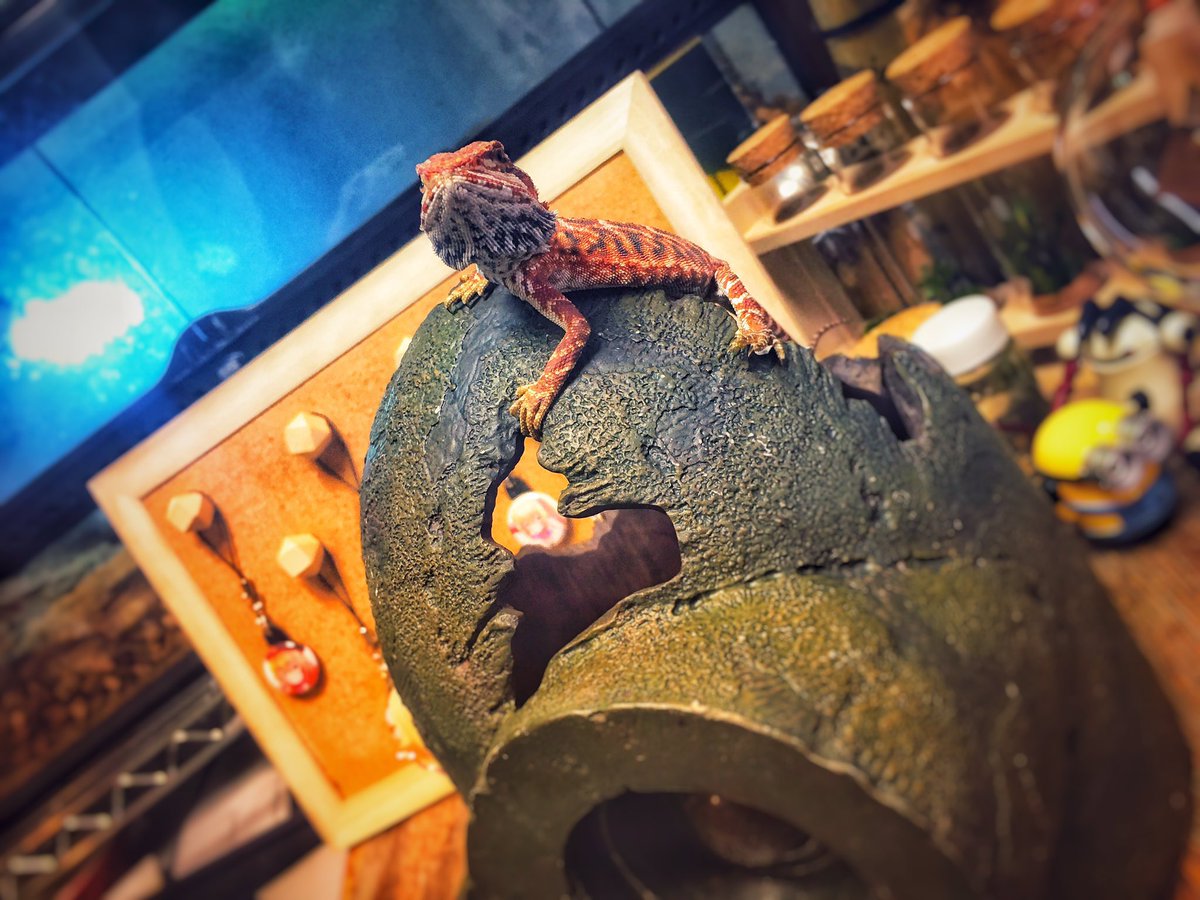 16kara18's tweet photo. 高いところが好きなトカゲです。
登るのはいいけど自分では上手く降りれません。

#FromPetToTatari #ClashOfCritters https://t.co/pkVLsq4eHM