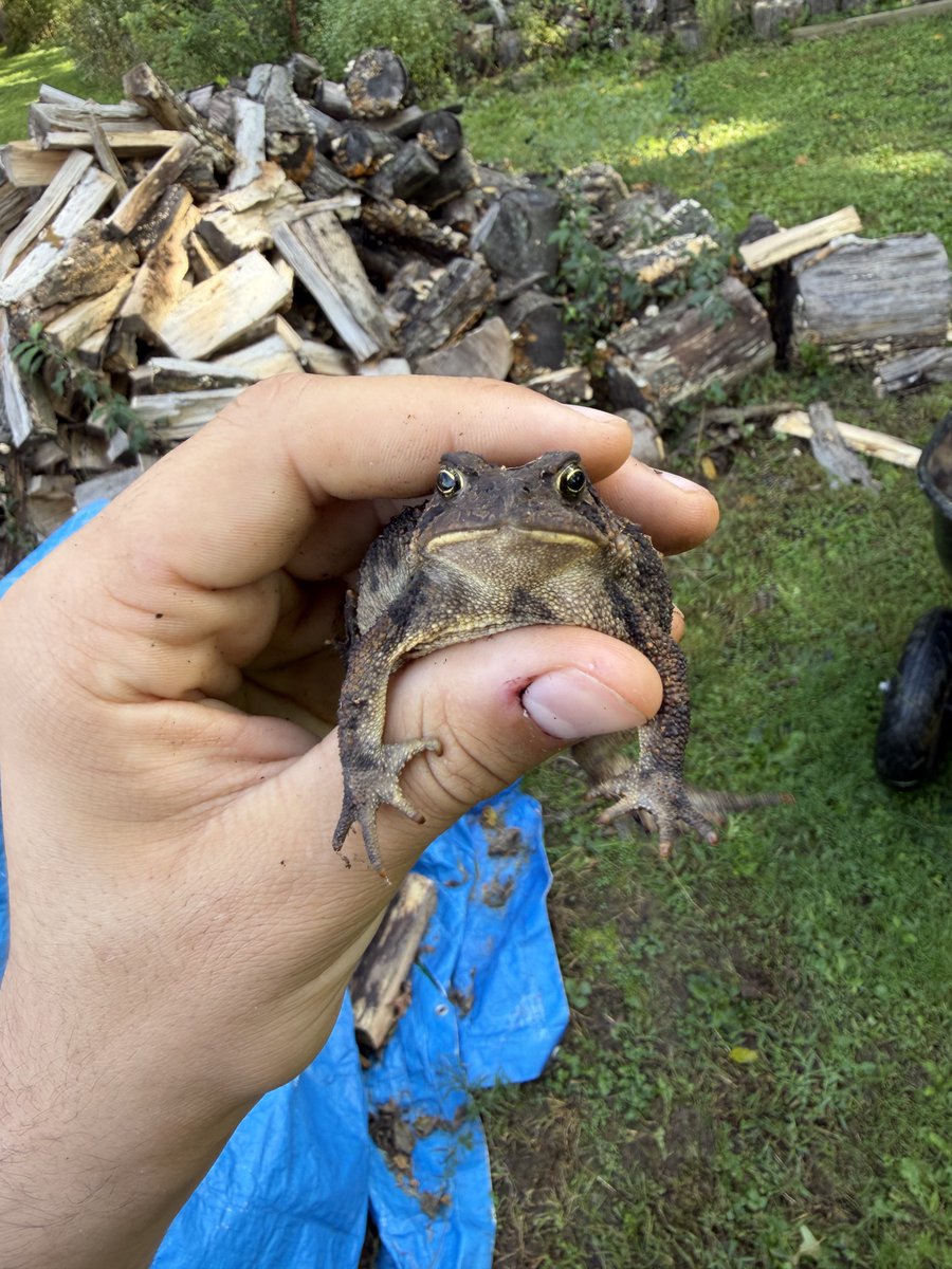 Ember1655's tweet photo. Loading up firewood and I found this pretty girl in the woodpile https://t.co/6nJ4R6OViR