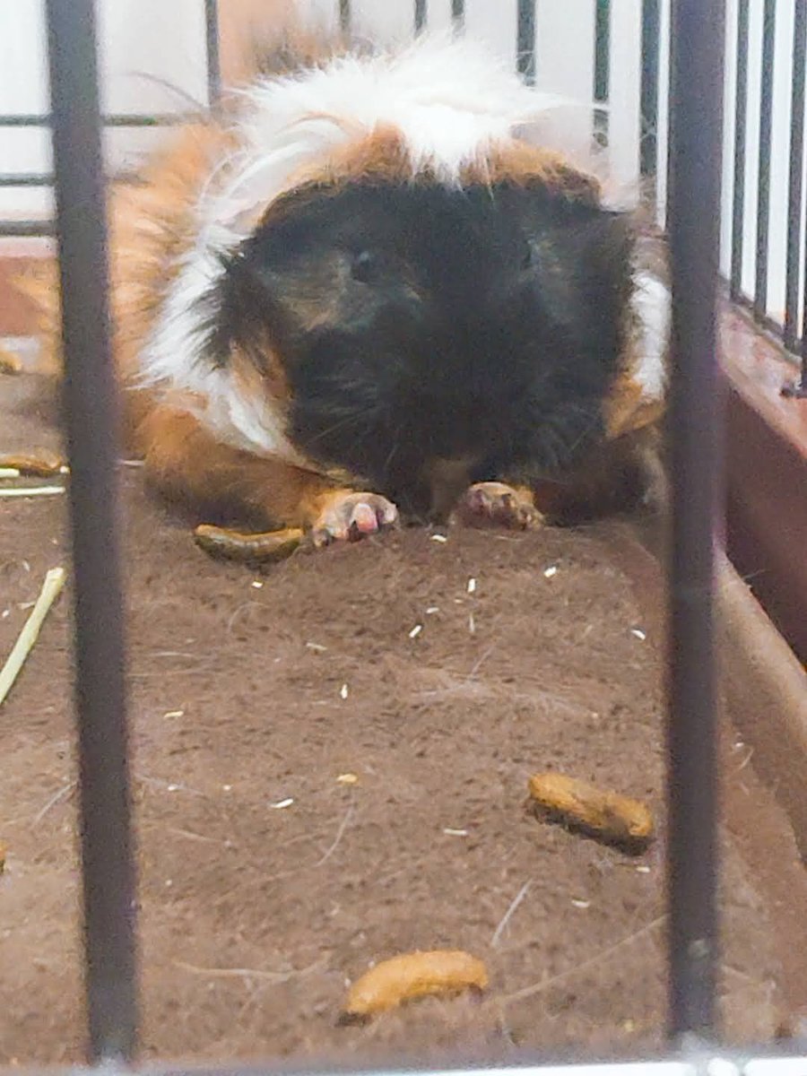 P0kP14_Yu3's tweet photo. #FromPetToTatari #ClashOfCritters 

Let me introduce Choppy, my beloved family member!

She was named Choppy after “Choco,” because her little face looks like it has been painted completely black. She’s a tiny but brave guinea pig with a big personality!

⬇⬇⬇ https://t.co/SUEfa3zZ8S