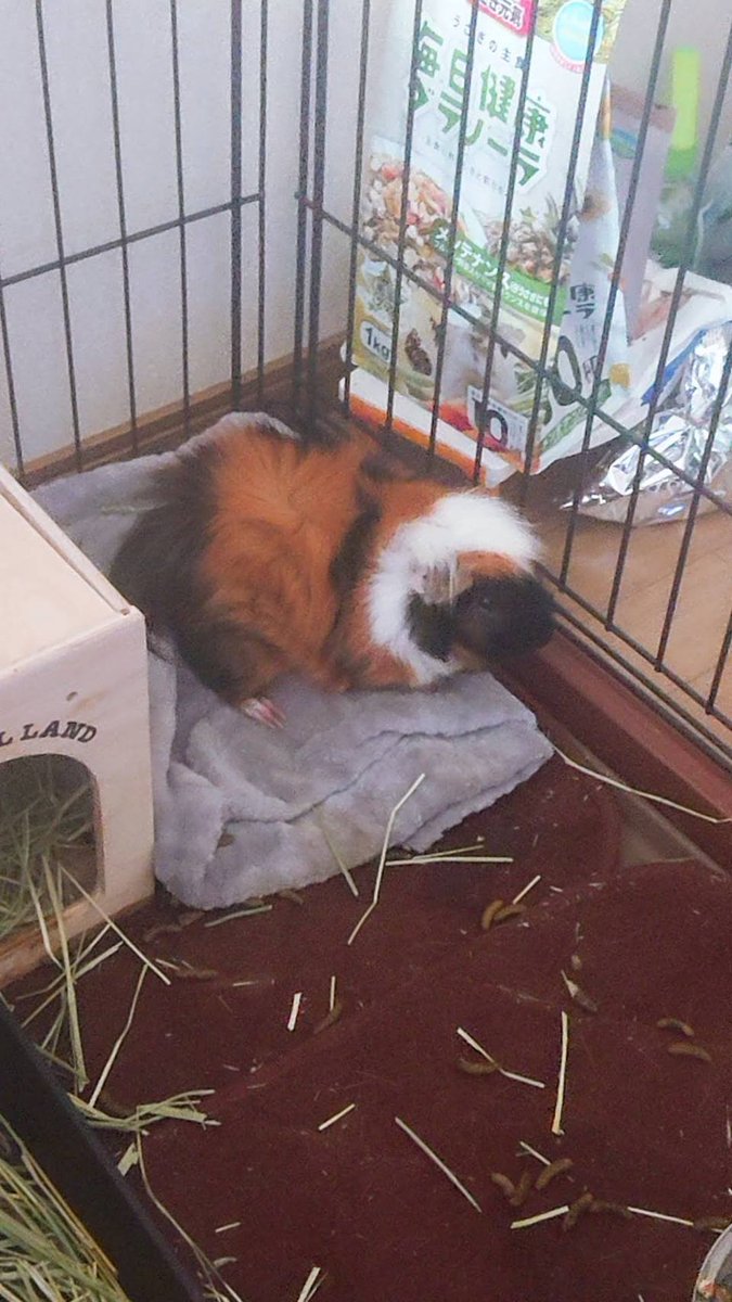 P0kP14_Yu3's tweet photo. #FromPetToTatari #ClashOfCritters 

Let me introduce Choppy, my beloved family member!

She was named Choppy after “Choco,” because her little face looks like it has been painted completely black. She’s a tiny but brave guinea pig with a big personality!

⬇⬇⬇ https://t.co/SUEfa3zZ8S