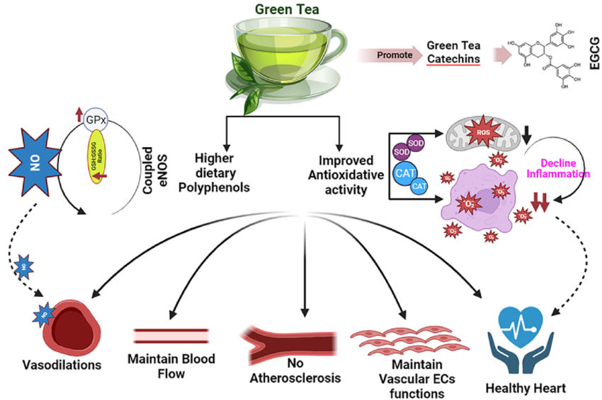 siimland's tweet photo. Green tea is one of the healthiest beverages in the world
- improves cardiovascular disease risk factors
- improves heart health
- improves metabolic health markers
- targets all hallmarks of aging
- reduces visceral fat
- is associated with lower mortality

Full thread on green tea benefits⬇️⬇️

Graph from: DOI:10.20944/preprints202309.0582.v1
