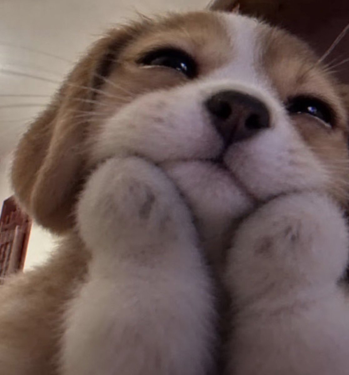 anotherjp_'s tweet photo. หะยิดนี่นา 🐶 https://t.co/GHu3MN2JOE