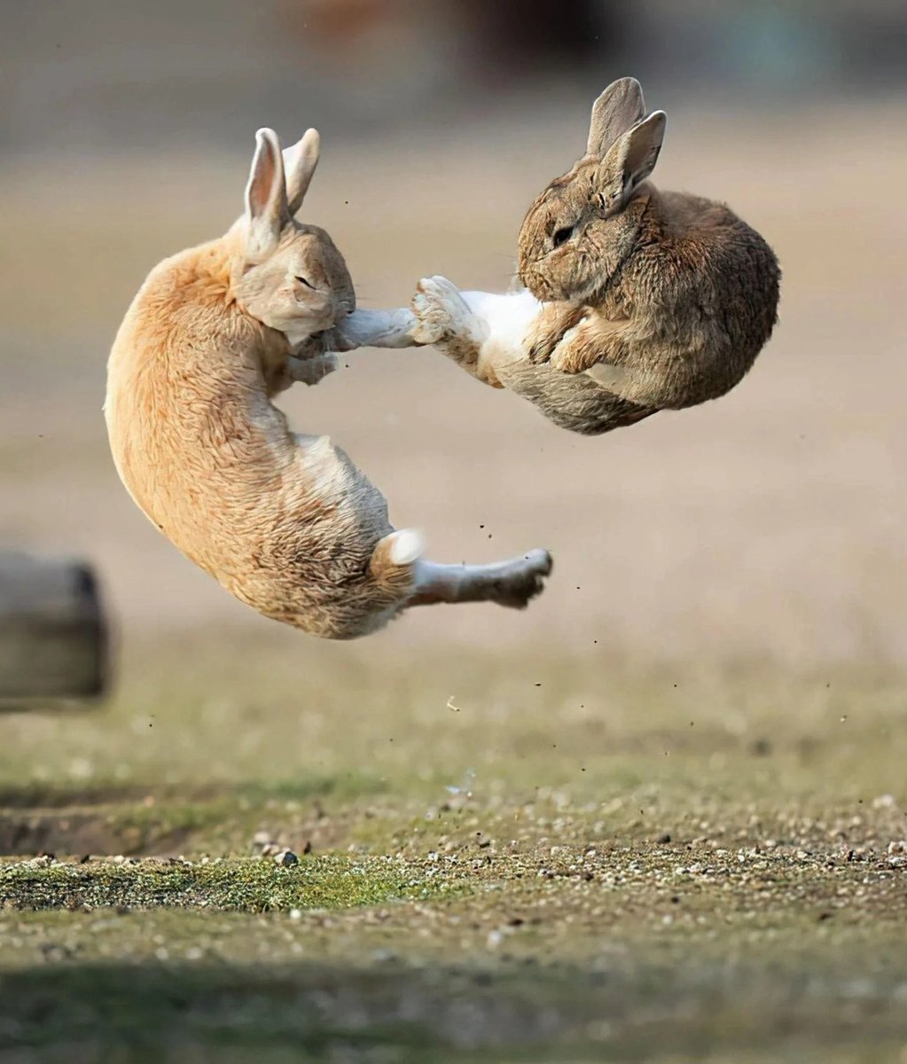 On International Rabbit Day, here’s something you may not know about rabbits

Rabbits can’t vomit because of how their digestive system works. That makes their 