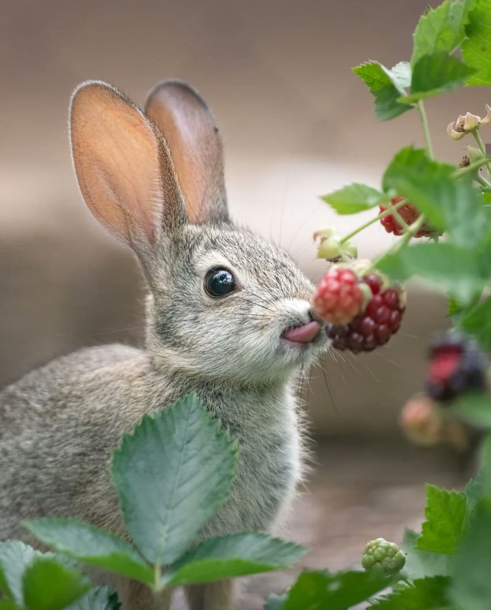 AMAZlNGNATURE's tweet photo. On International Rabbit Day, here’s something you may not know about rabbits

Rabbits can’t vomit because of how their digestive system works. That makes their diet especially important, as they can’t simply throw up something harmful they’ve eaten https://t.co/3ruMkXfXed