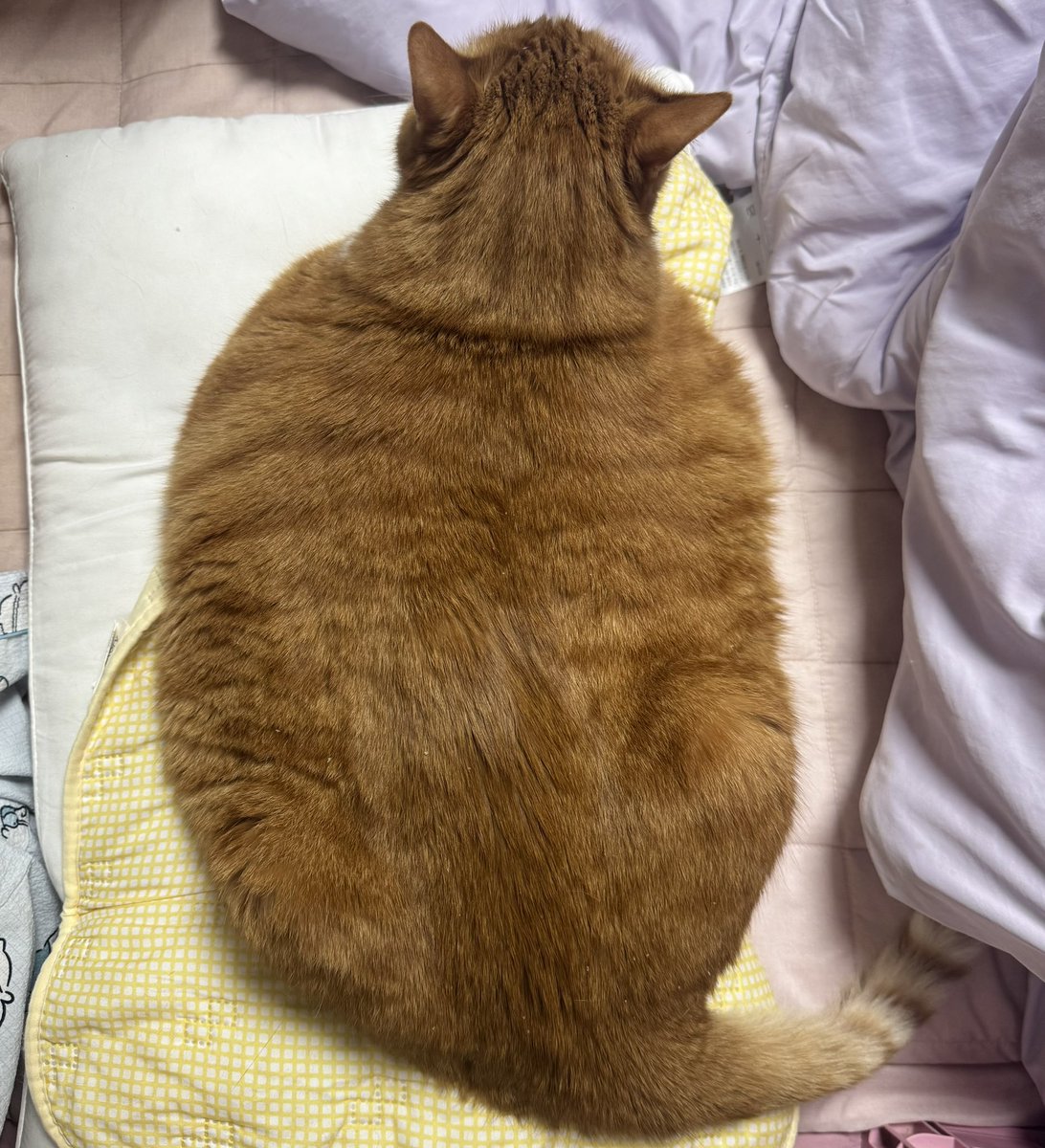 doldol1km's tweet photo. 안녕하세요 다들 즐거운 한가위보내구계신가여
늦엇디만 제가 찍은 보름달사진 공유드려여
행복하세여... https://t.co/zFALE9eAkE