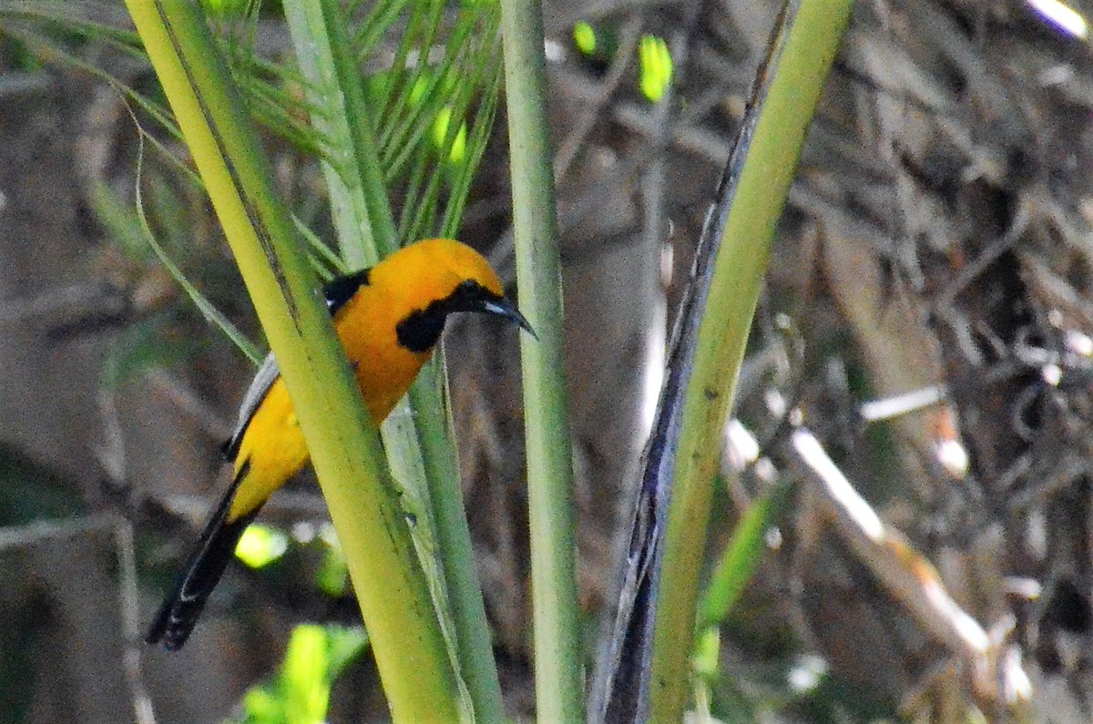 VerySouthWest's tweet photo. @DailyPicTheme2 Oriole in palm. #UpliftingColours #DailyPictureTheme https://t.co/DmOJ4qdLhP