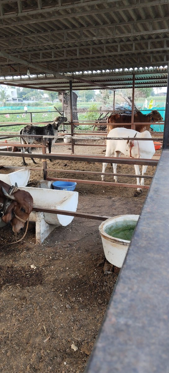 KishorWadk12676's tweet photo. Cow cuddling = cortisol level drop ❤️
#gircow #khilarcow #cowcuddling #therapy #proudlyindegenous #desicow #a2 #groundzero #savedesicows #organicfarms #savesoil #breedconservation https://t.co/PUS63r7jLe