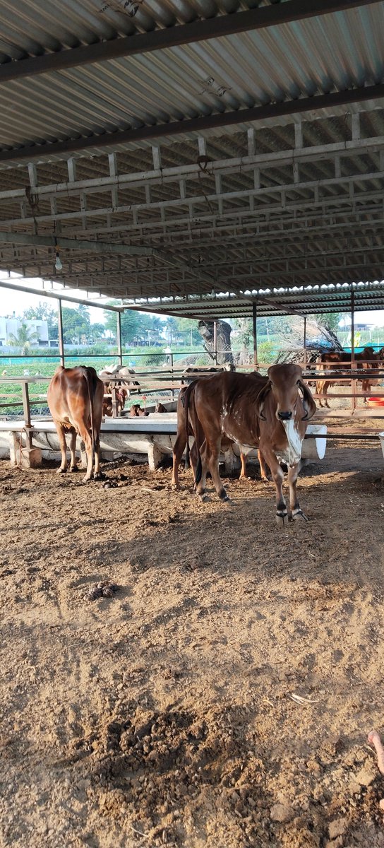 KishorWadk12676's tweet photo. Cow cuddling = cortisol level drop ❤️
#gircow #khilarcow #cowcuddling #therapy #proudlyindegenous #desicow #a2 #groundzero #savedesicows #organicfarms #savesoil #breedconservation https://t.co/PUS63r7jLe