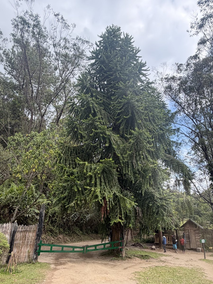 StephenGRyan's tweet photo. Araucaria hunsteinii from NewGuinea leading its best life near Lemur Island on our ASA tour. #asatours    #abcradio  #mtmacedon  #dicksoniarareplants  planttrust#thehorticulturalists 
￼

￼

￼ https://t.co/KcVS3Kicrc