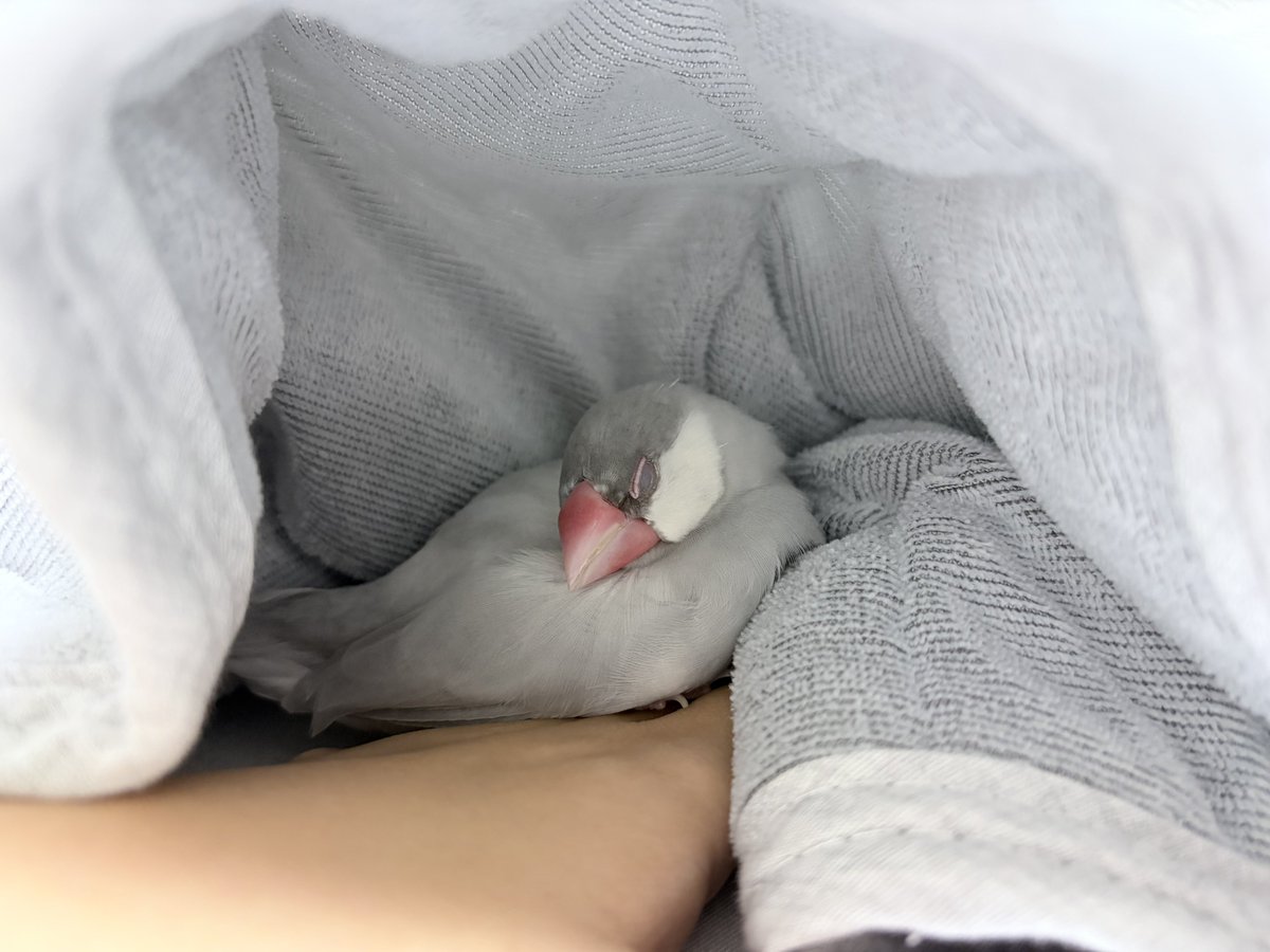 0_ppp000's tweet photo. 寝る前23.6g、今日もぬくぬく😴
明日は飼い主1日遠出の予定なので、朝早くに起こすよ…！電気消して布ちょっとかけっぱで出かけるから、いつもの時間の電気で起きてね❕夕方帰るからちょっとひとりで遊んでてーーー！ https://t.co/fMPKKd8snu