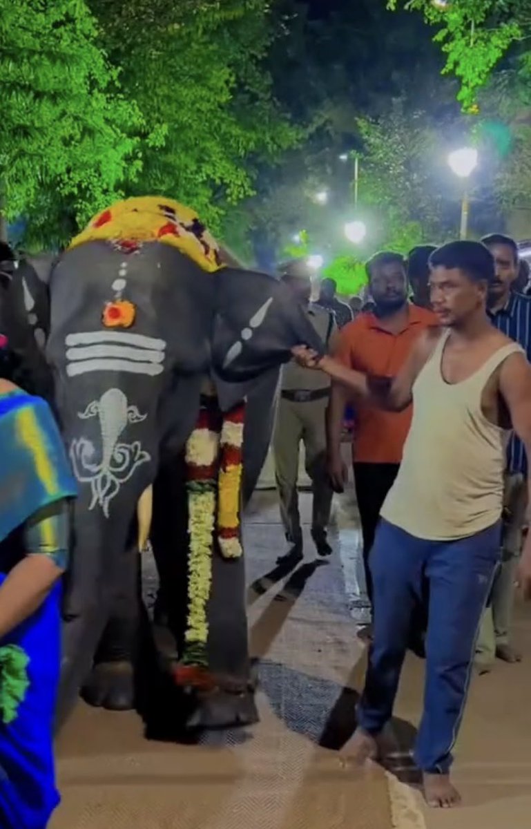 PFCII's tweet photo. WHAT DO THESE IMAGES SHOW AT THIRUVANNAMALAI TEMPLE?

🐘 Image 1: Both mahouts appear to be pulling the baby elephant’s ears. Ankus/handling sticks are also visible.

🐘 Images 2 & 3: The baby elephant’s right ear is visibly being pulled, apparently to make the animal move.

🔪 Image 4: The same mahout appears to have a large knife/bladed weapon secured at his waist.

Why is a knife being carried while handling a baby elephant? What is it intended for?

These images raise serious questions about how this young elephant is being controlled and handled.

———————————

These five elephants are already inside temples in Tamil Nadu.

But for us, one question remains impossible to ignore:

How did each of them first enter captivity?

We are asking the Hon CM of Tamil Nadu to independently examine the Ownership Certificates, DNA, parentage, microchip records and history of all five elephants.

Because there are serious unanswered questions.

#Rupsing ‘s story is one of them.

Years before this transfer, reporting connected his microchip and history to allegations that he had been caught from the wild before later receiving captive status.

https://t.co/3nN6XNytwb

Questions about the same elephant's documentation and transport were raised again here:

https://t.co/ntA69UkdYO

And now his age reportedly changes between documents issued less than two weeks apart.

https://t.co/MUoPT6azrL

Then there is #Durga 

Who is her mother? Where was she born?What documents establish that she was genuinely captive-born?

These questions remain unresolved:

https://t.co/M3TjgZ6xbQ

Her receiving-facility inspection and transfer recommendation were reportedly completed on the same day, even though some health information could not yet be recorded.

https://t.co/1Wy37qDrP0

And even the story of how the elephants changed hands needs clarity.

Were they donations? Or were they purchased?

One report describes the five elephants as having been “purchased” from Assam:

https://t.co/7Dq5D51sT0

We are requesting the @CMOTamilnadu to order a probe and open the original records and verify them.

If these elephants were lawfully captive and genuinely captive-born, their DNA, parents, microchips, Ownership Certificates and official histories should all match.

Five elephants. Five lives. Five histories that deserve to be properly verified.

@CMOTamilnadu @CTR_Nirmalkumar @RameshOffcl @moefcc 

Please save them. Reunite them with their mothers.

#VerifyTheFive 
#WhyTheChains #NoElephantsInTemples #StopElephantCaptivity