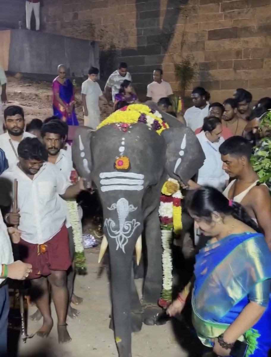 PFCII's tweet photo. WHAT DO THESE IMAGES SHOW AT THIRUVANNAMALAI TEMPLE?

🐘 Image 1: Both mahouts appear to be pulling the baby elephant’s ears. Ankus/handling sticks are also visible.

🐘 Images 2 & 3: The baby elephant’s right ear is visibly being pulled, apparently to make the animal move.

🔪 Image 4: The same mahout appears to have a large knife/bladed weapon secured at his waist.

Why is a knife being carried while handling a baby elephant? What is it intended for?

These images raise serious questions about how this young elephant is being controlled and handled.

———————————

These five elephants are already inside temples in Tamil Nadu.

But for us, one question remains impossible to ignore:

How did each of them first enter captivity?

We are asking the Hon CM of Tamil Nadu to independently examine the Ownership Certificates, DNA, parentage, microchip records and history of all five elephants.

Because there are serious unanswered questions.

#Rupsing ‘s story is one of them.

Years before this transfer, reporting connected his microchip and history to allegations that he had been caught from the wild before later receiving captive status.

https://t.co/3nN6XNytwb

Questions about the same elephant's documentation and transport were raised again here:

https://t.co/ntA69UkdYO

And now his age reportedly changes between documents issued less than two weeks apart.

https://t.co/MUoPT6azrL

Then there is #Durga 

Who is her mother? Where was she born?What documents establish that she was genuinely captive-born?

These questions remain unresolved:

https://t.co/M3TjgZ6xbQ

Her receiving-facility inspection and transfer recommendation were reportedly completed on the same day, even though some health information could not yet be recorded.

https://t.co/1Wy37qDrP0

And even the story of how the elephants changed hands needs clarity.

Were they donations? Or were they purchased?

One report describes the five elephants as having been “purchased” from Assam:

https://t.co/7Dq5D51sT0

We are requesting the @CMOTamilnadu to order a probe and open the original records and verify them.

If these elephants were lawfully captive and genuinely captive-born, their DNA, parents, microchips, Ownership Certificates and official histories should all match.

Five elephants. Five lives. Five histories that deserve to be properly verified.

@CMOTamilnadu @CTR_Nirmalkumar @RameshOffcl @moefcc 

Please save them. Reunite them with their mothers.

#VerifyTheFive 
#WhyTheChains #NoElephantsInTemples #StopElephantCaptivity
