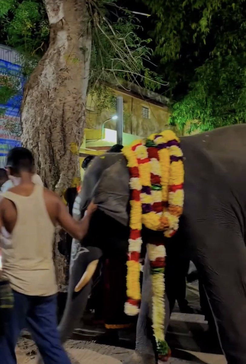 PFCII's tweet photo. WHAT DO THESE IMAGES SHOW AT THIRUVANNAMALAI TEMPLE?

🐘 Image 1: Both mahouts appear to be pulling the baby elephant’s ears. Ankus/handling sticks are also visible.

🐘 Images 2 & 3: The baby elephant’s right ear is visibly being pulled, apparently to make the animal move.

🔪 Image 4: The same mahout appears to have a large knife/bladed weapon secured at his waist.

Why is a knife being carried while handling a baby elephant? What is it intended for?

These images raise serious questions about how this young elephant is being controlled and handled.

———————————

These five elephants are already inside temples in Tamil Nadu.

But for us, one question remains impossible to ignore:

How did each of them first enter captivity?

We are asking the Hon CM of Tamil Nadu to independently examine the Ownership Certificates, DNA, parentage, microchip records and history of all five elephants.

Because there are serious unanswered questions.

#Rupsing ‘s story is one of them.

Years before this transfer, reporting connected his microchip and history to allegations that he had been caught from the wild before later receiving captive status.

https://t.co/3nN6XNytwb

Questions about the same elephant's documentation and transport were raised again here:

https://t.co/ntA69UkdYO

And now his age reportedly changes between documents issued less than two weeks apart.

https://t.co/MUoPT6azrL

Then there is #Durga 

Who is her mother? Where was she born?What documents establish that she was genuinely captive-born?

These questions remain unresolved:

https://t.co/M3TjgZ6xbQ

Her receiving-facility inspection and transfer recommendation were reportedly completed on the same day, even though some health information could not yet be recorded.

https://t.co/1Wy37qDrP0

And even the story of how the elephants changed hands needs clarity.

Were they donations? Or were they purchased?

One report describes the five elephants as having been “purchased” from Assam:

https://t.co/7Dq5D51sT0

We are requesting the @CMOTamilnadu to order a probe and open the original records and verify them.

If these elephants were lawfully captive and genuinely captive-born, their DNA, parents, microchips, Ownership Certificates and official histories should all match.

Five elephants. Five lives. Five histories that deserve to be properly verified.

@CMOTamilnadu @CTR_Nirmalkumar @RameshOffcl @moefcc 

Please save them. Reunite them with their mothers.

#VerifyTheFive 
#WhyTheChains #NoElephantsInTemples #StopElephantCaptivity