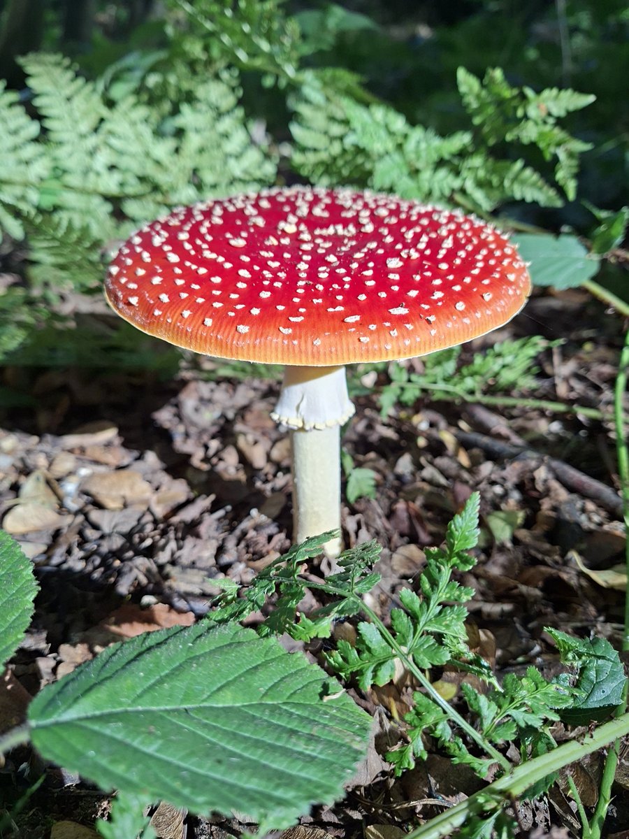 CornerForNature's tweet photo. How rarely do you find an absolutely pristine Fly Agaric? https://t.co/wAysa0Am23