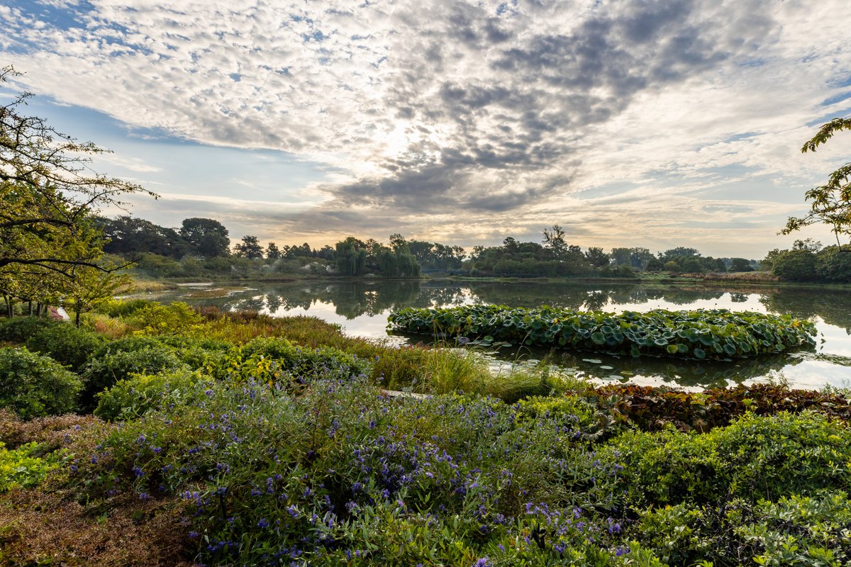 chicagobotanic's tweet photo. Enjoy a tranquil morning at the Garden. Members-only hours from 8 to 10 a.m. daily allows members to wander peaceful paths, breathe in the fresh morning air, and soak up the beauty before we open to the public. Not a member? Join today: https://t.co/Trl1fgI0QN https://t.co/W3Y6NmSFRq