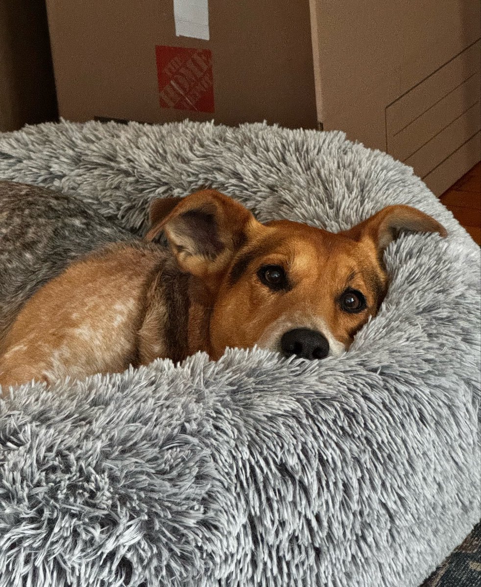 svershbow's tweet photo. He's guarding the boxes to make sure I don't forget to bring him to the new apartment. https://t.co/PVf7SELKsO