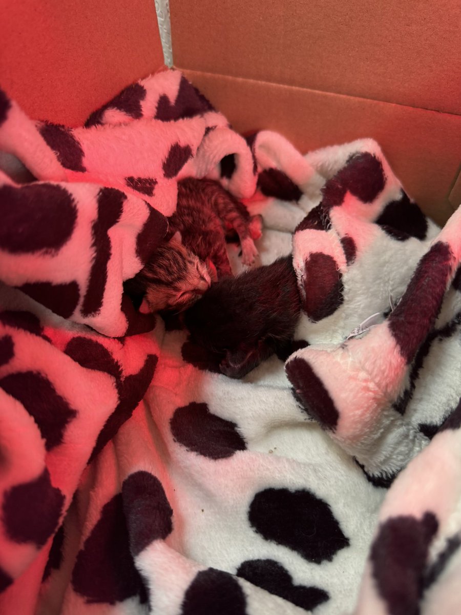 Miirelith's tweet photo. Już rozumiem, jak to jest ciężkie być mamusią,bo właśnie zostałam kocią mamą!

Uratowałam maluszki porzucone przez matkę. Dzisiaj mija dopiero ich 4 dzień życia ^^ Na razie mają się świetnie! 🐈 https://t.co/8a7RWSyMTy