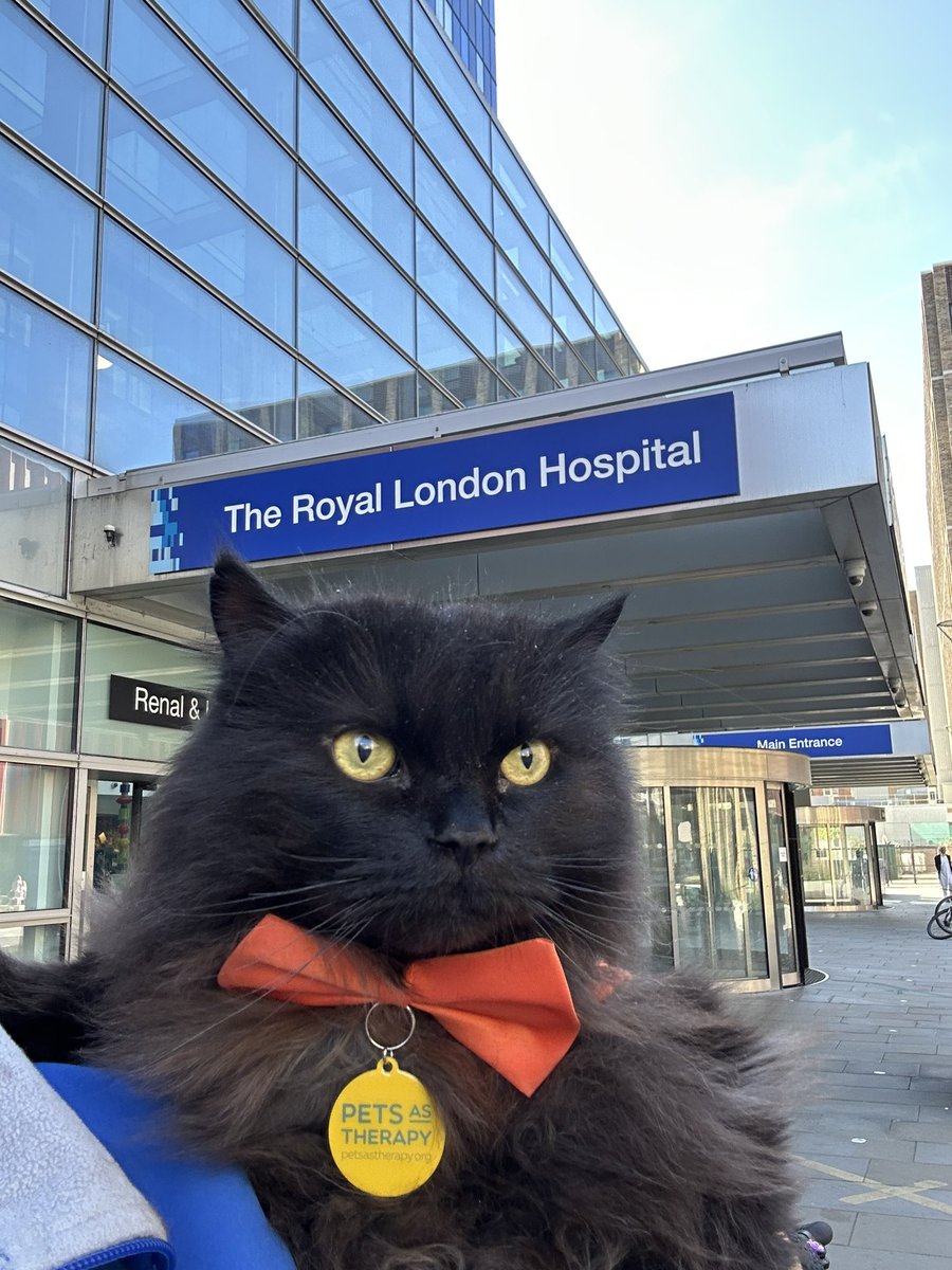 meow_london's tweet photo. I’m a volunteer therapy 😺 and full-time cuddle specialist🐾
Mission: provide purrs, comfort humans, and look fabulous in my orange bow tie
I’m a registered 🐈⬛ with @petsastherapy_uk and I team up with @nhsbartshealth @BartsVolunteers
#cat #caturday #therapycat #volunteer #nhs https://t.co/0RWjpyrV7Q
